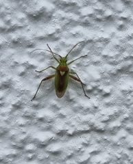 Closterotomus norwegicus