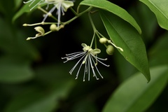 Capparis cantoniensis