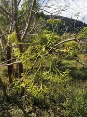 Gyrocarpus jatrophifolius