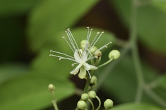 Capparis cantoniensis