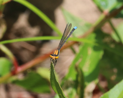 Pseudagrion aureofrons