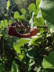 Aristolochia taliscana