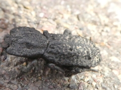 Phloeodes diabolicus