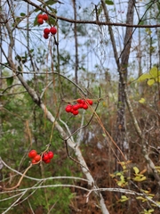 Smilax walteri