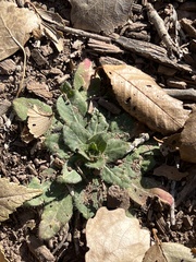 Camissoniopsis micrantha