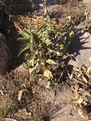 Asclepias nyctaginifolia