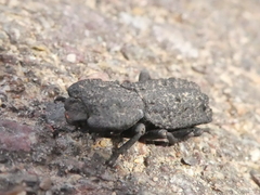 Phloeodes diabolicus