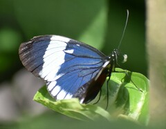 Heliconius cydno