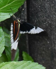 Heliconius cydno