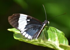 Heliconius cydno
