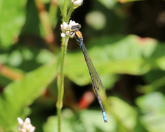 Pseudagrion aureofrons