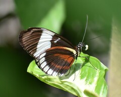 Heliconius cydno