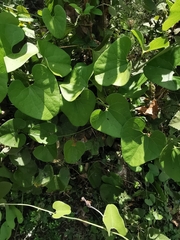 Aristolochia taliscana