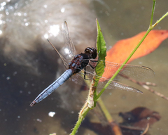 Crocothemis nigrifrons