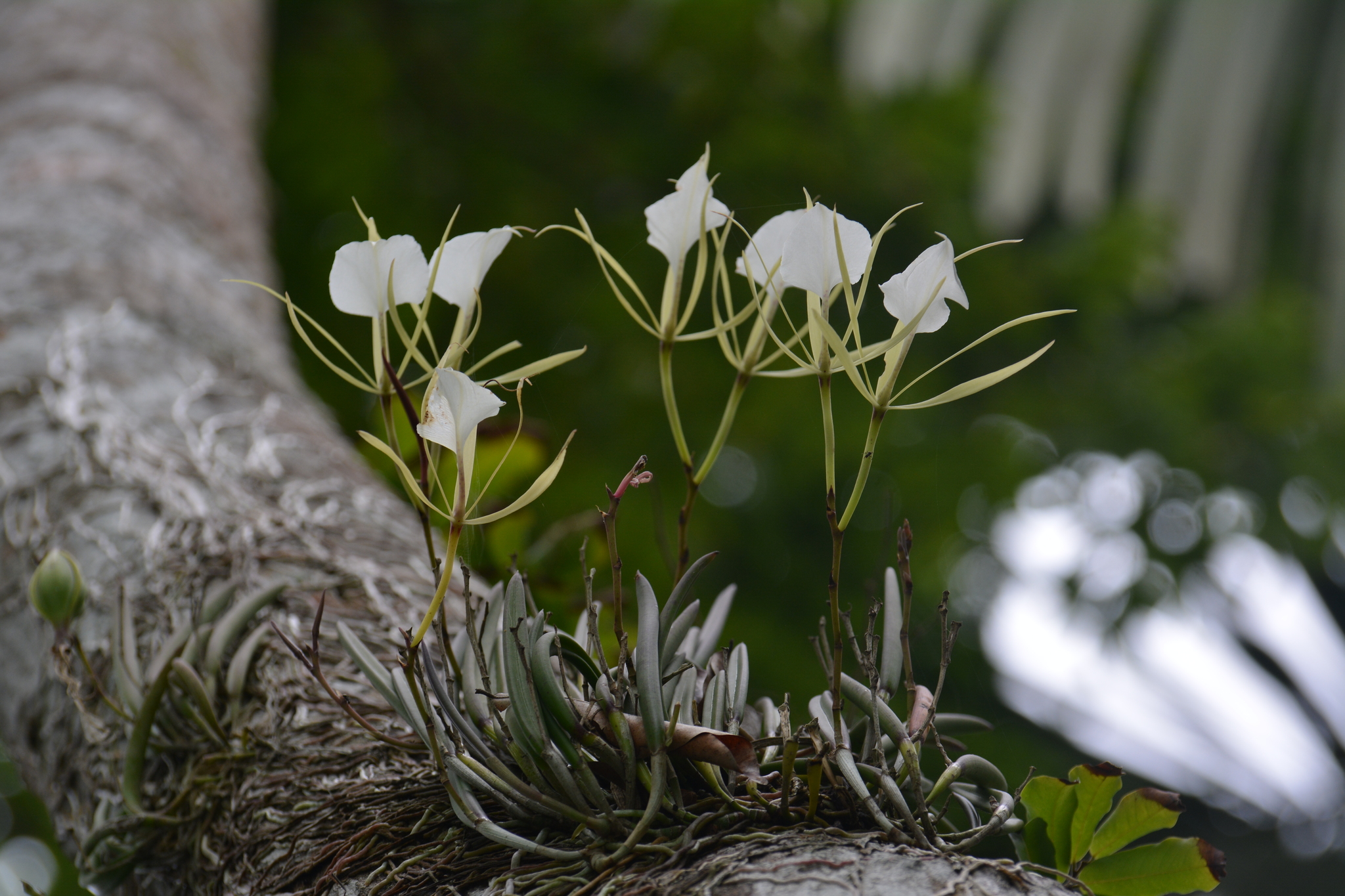 Brassavola nodosa (L.) Lindl. 4