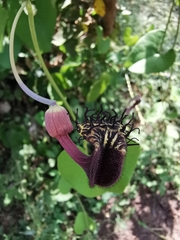 Aristolochia taliscana