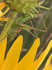 Conocephalus strictus