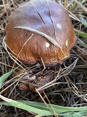 Suillus pungens