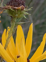 Conocephalus strictus