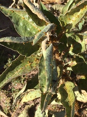 Asclepias nyctaginifolia