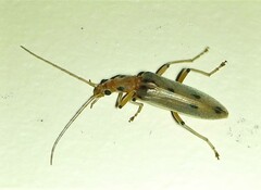 Parisopalpus nigronotatus