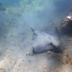 Myliobatis tenuicaudatus