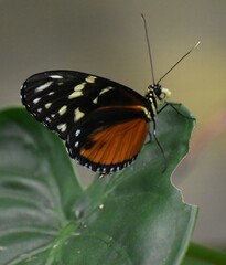 Heliconius hecale