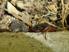 Periplaneta americana