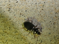 Agonum punctiforme