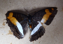 Adelpha cytherea