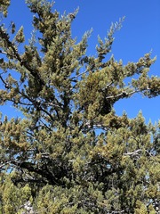 Phoradendron bolleanum