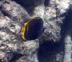 Chaetodon flavirostris