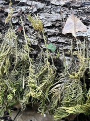 Dendroalsia abietina