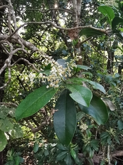Ardisia