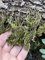 Dendroalsia abietina