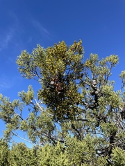 Phoradendron bolleanum