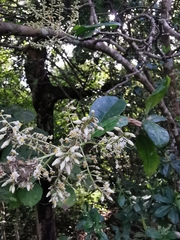Ardisia
