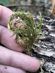 Dendroalsia abietina