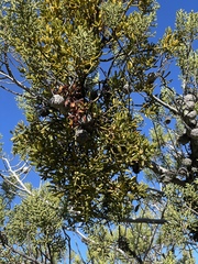 Phoradendron bolleanum