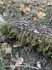 Dendroalsia abietina