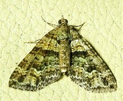 Crasilogia gressitti