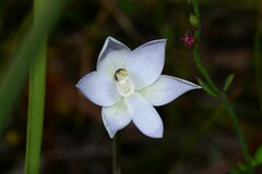 Thelymitra pallidiflora