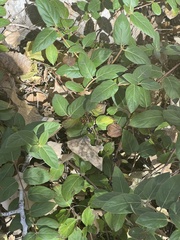 Ficus coronata