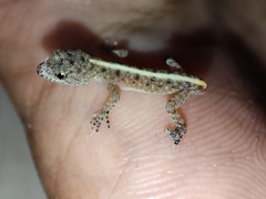 Cnemaspis mysoriensis