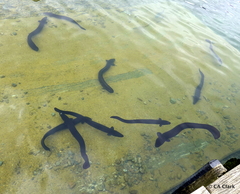 Anguilla dieffenbachii