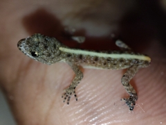 Cnemaspis mysoriensis