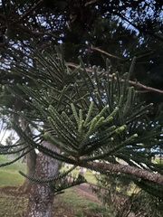 Araucaria columnaris
