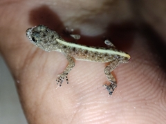 Cnemaspis mysoriensis