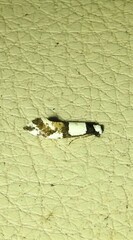 Monopis icterogastra