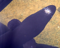 Anguilla dieffenbachii